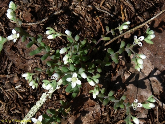 {Sedum pusillum}
